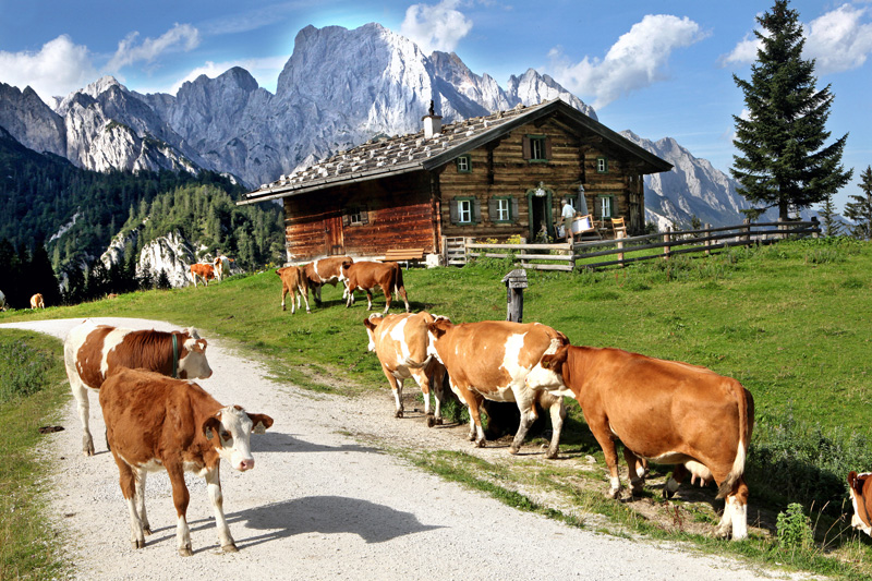 Almsommer im Salzburger Saalachtal