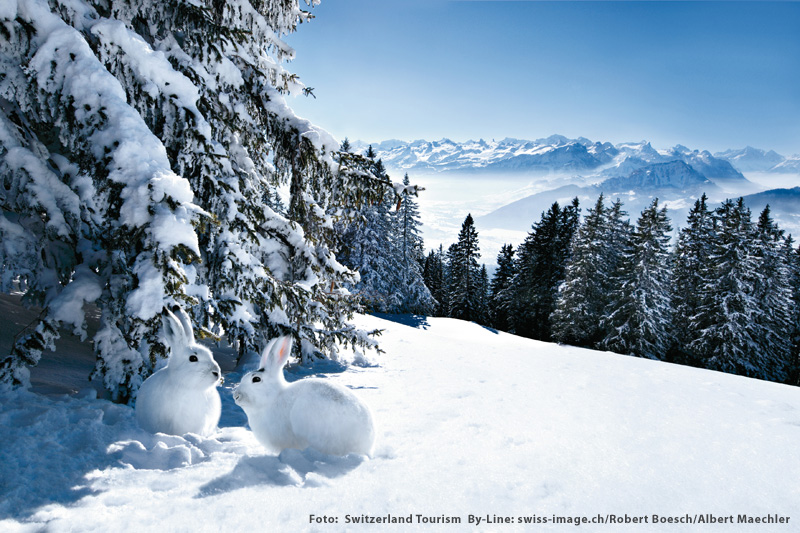 Winterurlaub in der Schwyz