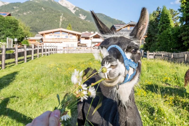 Lamas direkt gegenüber vom Hotel