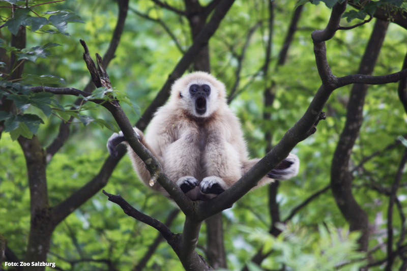 Zoo Salzburg nur 35 Min. entfernt | 365 Tage im Jahr geöffnet
