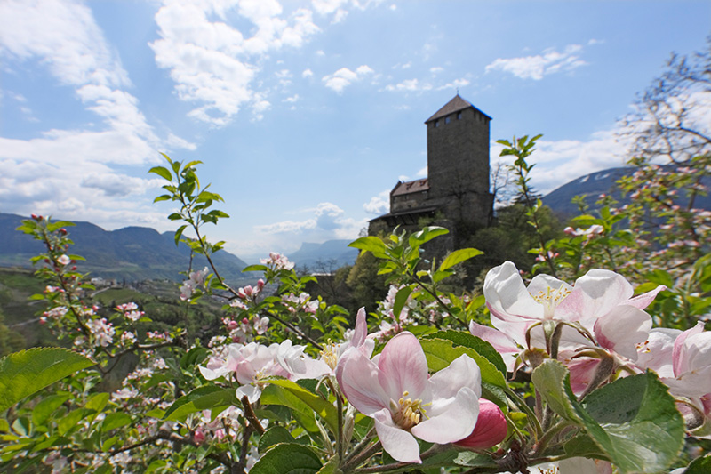 Frühlingswanderungen und Spaziergänge rund um das Schloss Tirol