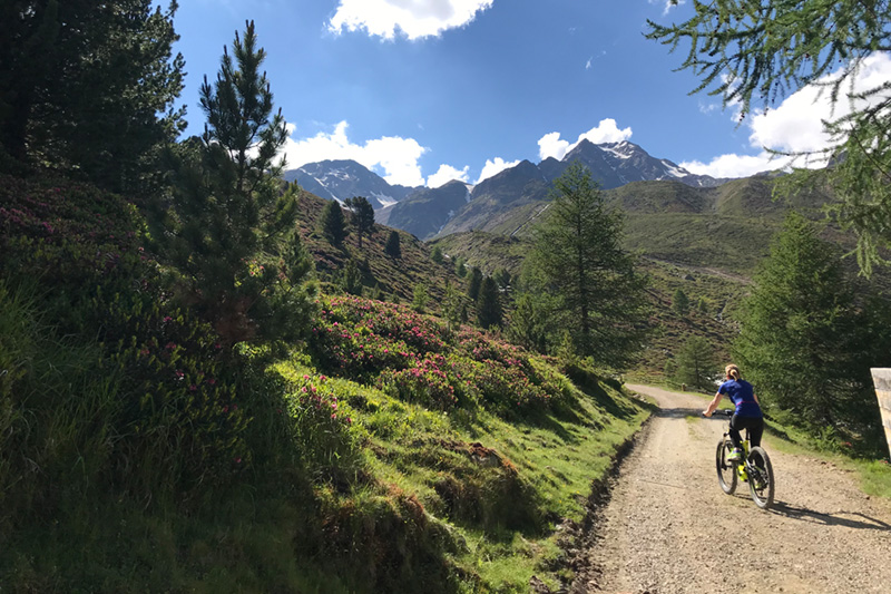 Währenddessen Du MTB fährst - kannst Du die schöne Landdschaft mit Alpenrosen genießen