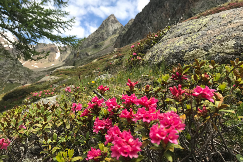 Im Alpenraum wird die Alpenrose – ebenso wie die Bewimperte Alpenrose – auch Almrose genannt. Die Alpenrosen gehören zur Gattung der Rhododendren