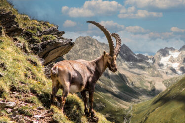 Der Steinbock gehört zu den Big Five der Alpen und ist ein Highlight für jeden Alpenurlauber