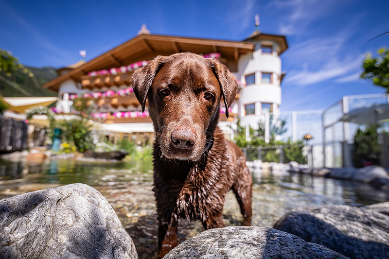 Wellness mit Hund