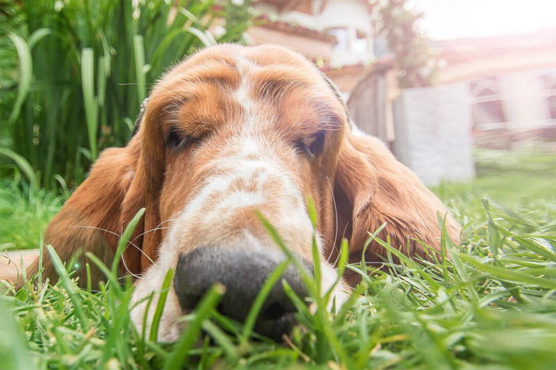 Wellnessurlaub mit Hund