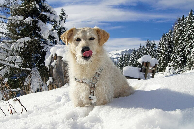 Winter-Relaxwochen mit Hund im Zillertal