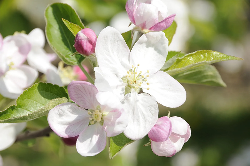 Angebot zur Apfelblüte in Meran