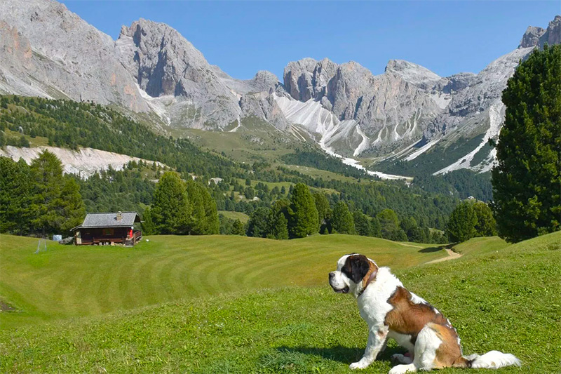 Urlaub mit Hund in Südtirol