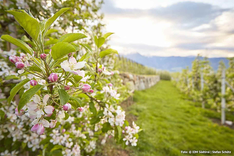 Apfelblüte im Meraner Land