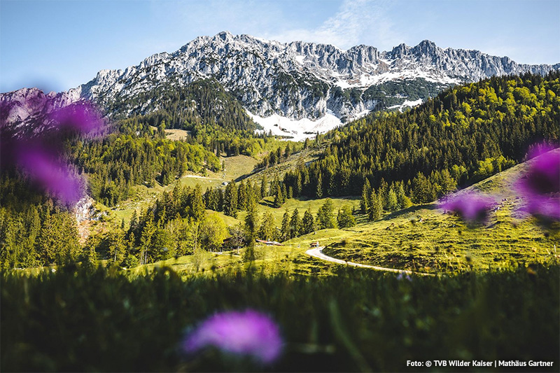 Frühling am Wilden Kaiser