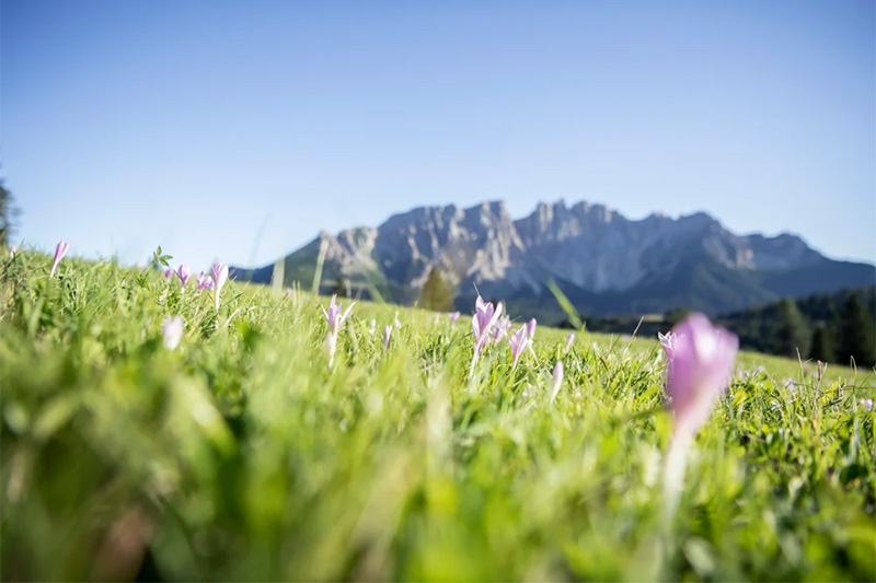 Frühling unterm Latemar