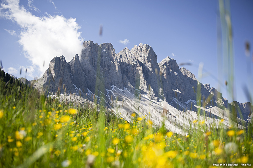 Blütezeit in den Dolomiten