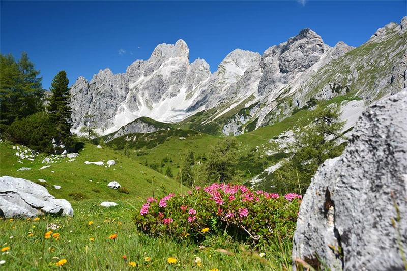 Almsommer in Filzmoos