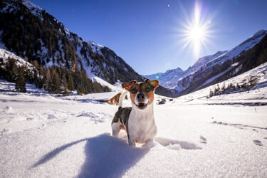 So wird der Winterurlaub mit Haustier ganz entspannt